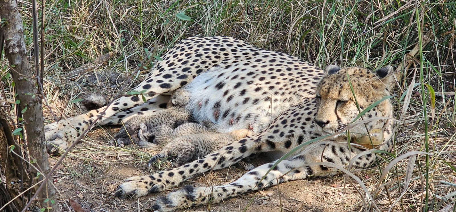 Three Cheetah Cubs Born at Kuno National Park, Boosting India's Reintroduction Project.webp
