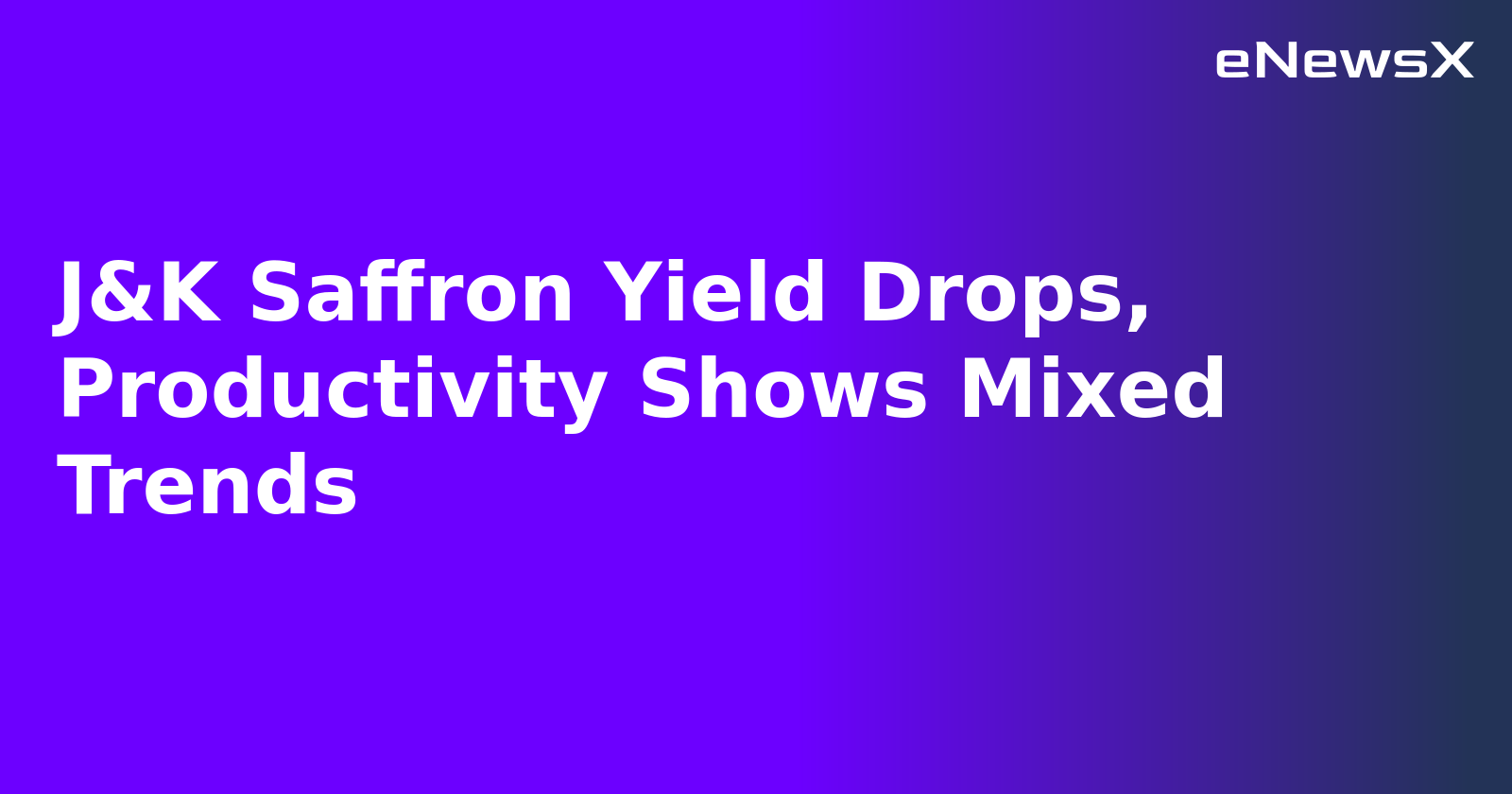 J&K Saffron Yield Drops, Productivity Shows Mixed Trends.webp