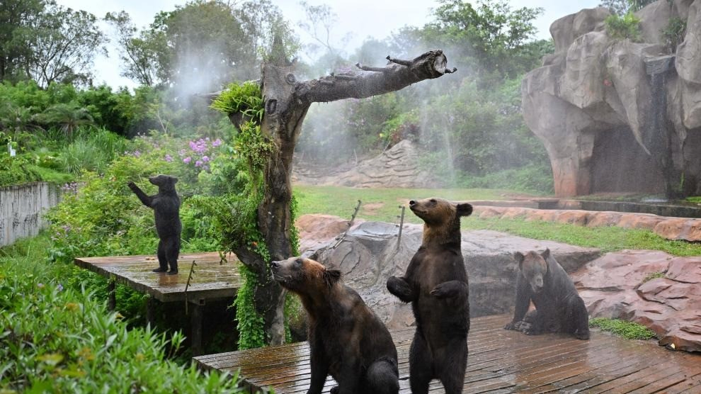 Study Warns of Increasing Heatwaves Threatening Australian Ecosystems.webp