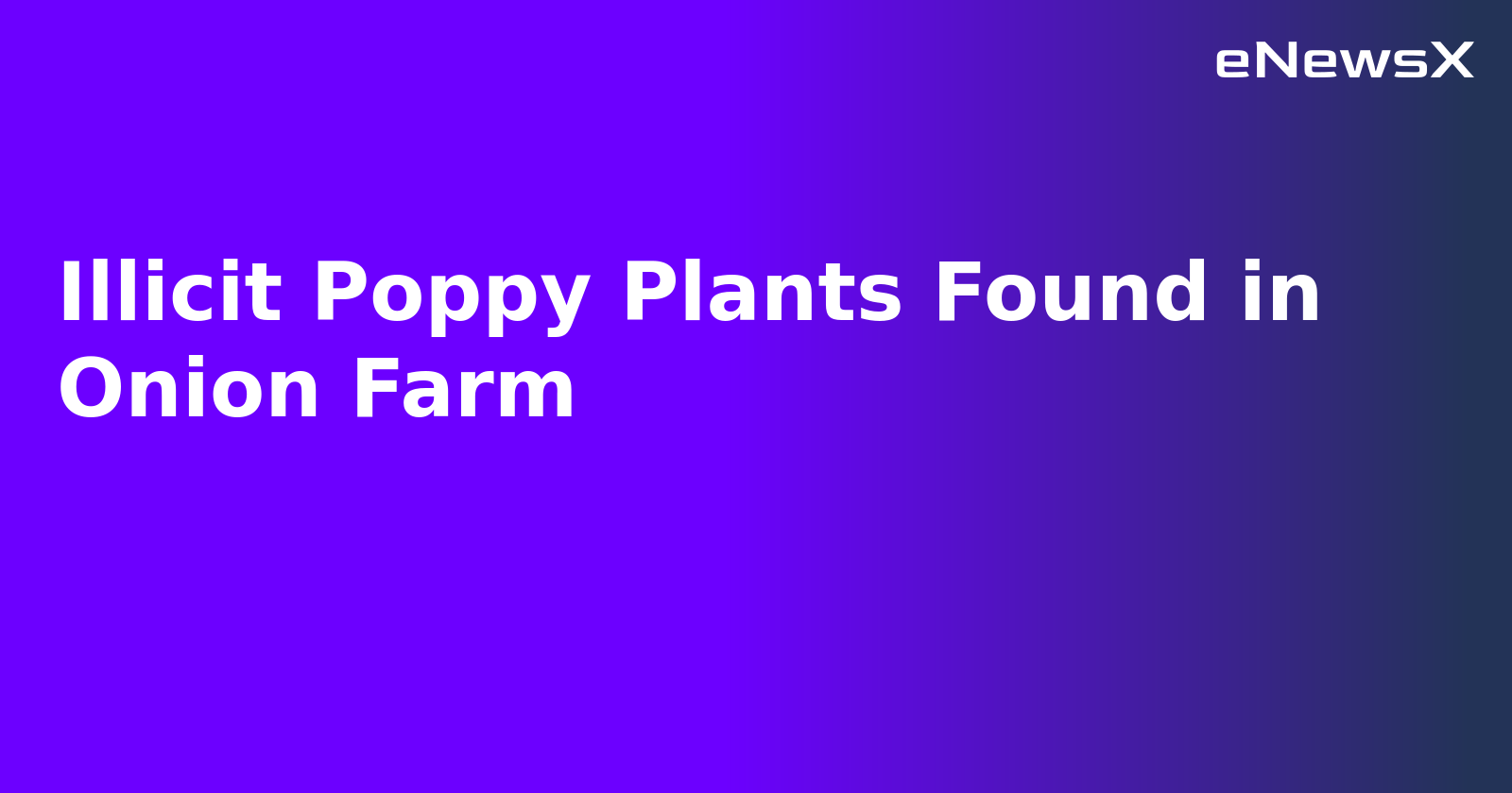 Illicit Poppy Plants Found in Onion Farm.webp