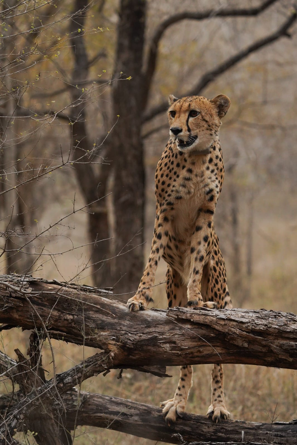 Cheetah Reintroduction Success: Mukhi's Journey Inspires Conservation.webp