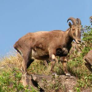 Census Update: Tamil Nadu Prepares for Nilgiri Tahr Population Survey.webp