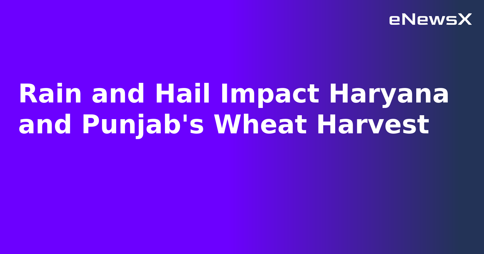 Rain and Hail Impact Haryana and Punjab's Wheat Harvest.webp