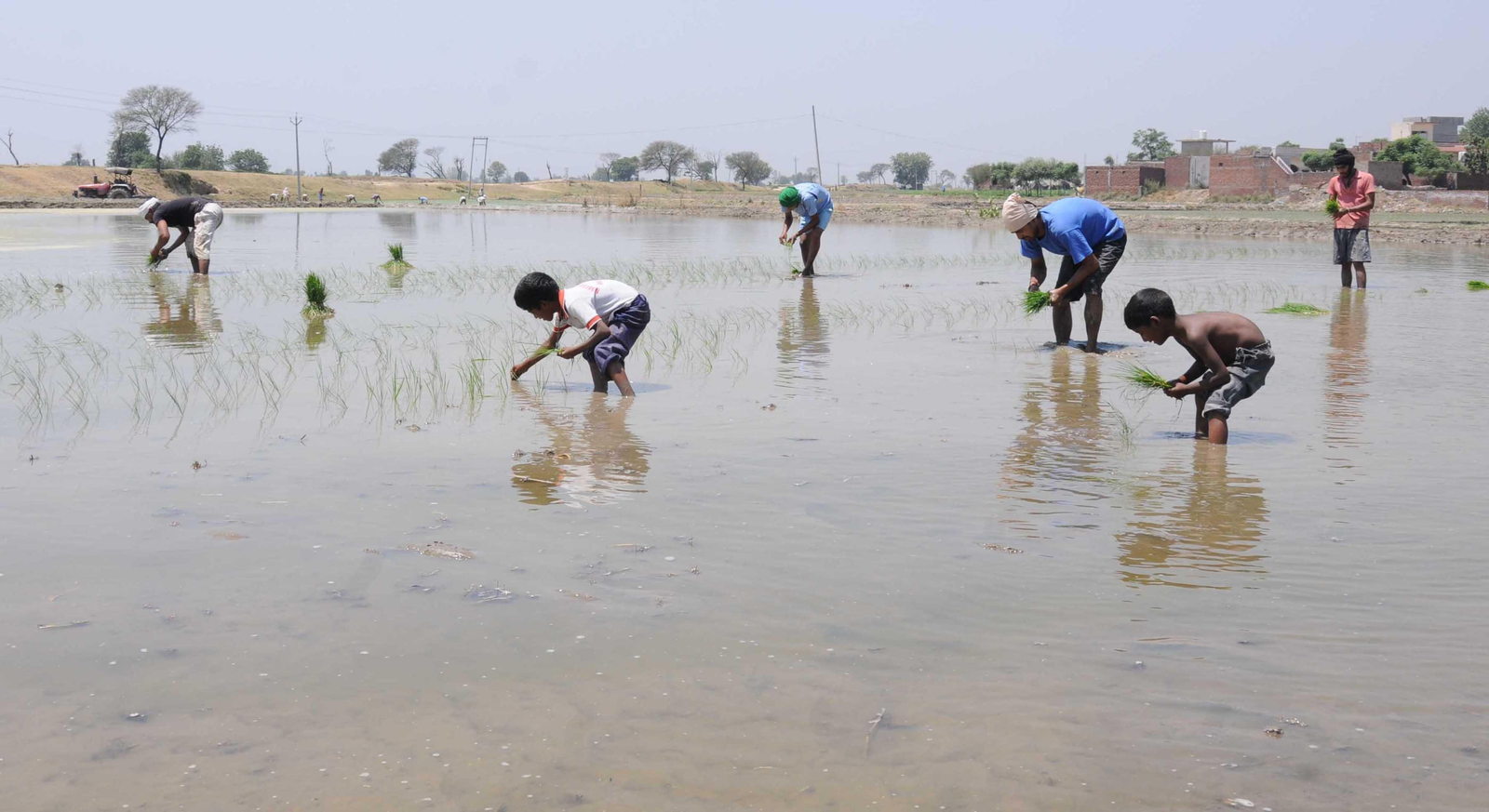 Government Ensures Seed Availability Amid Global Challenges.webp