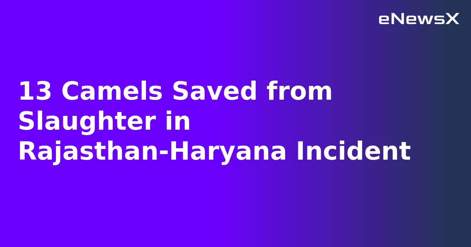 13 Camels Saved from Slaughter in Rajasthan-Haryana Incident.webp