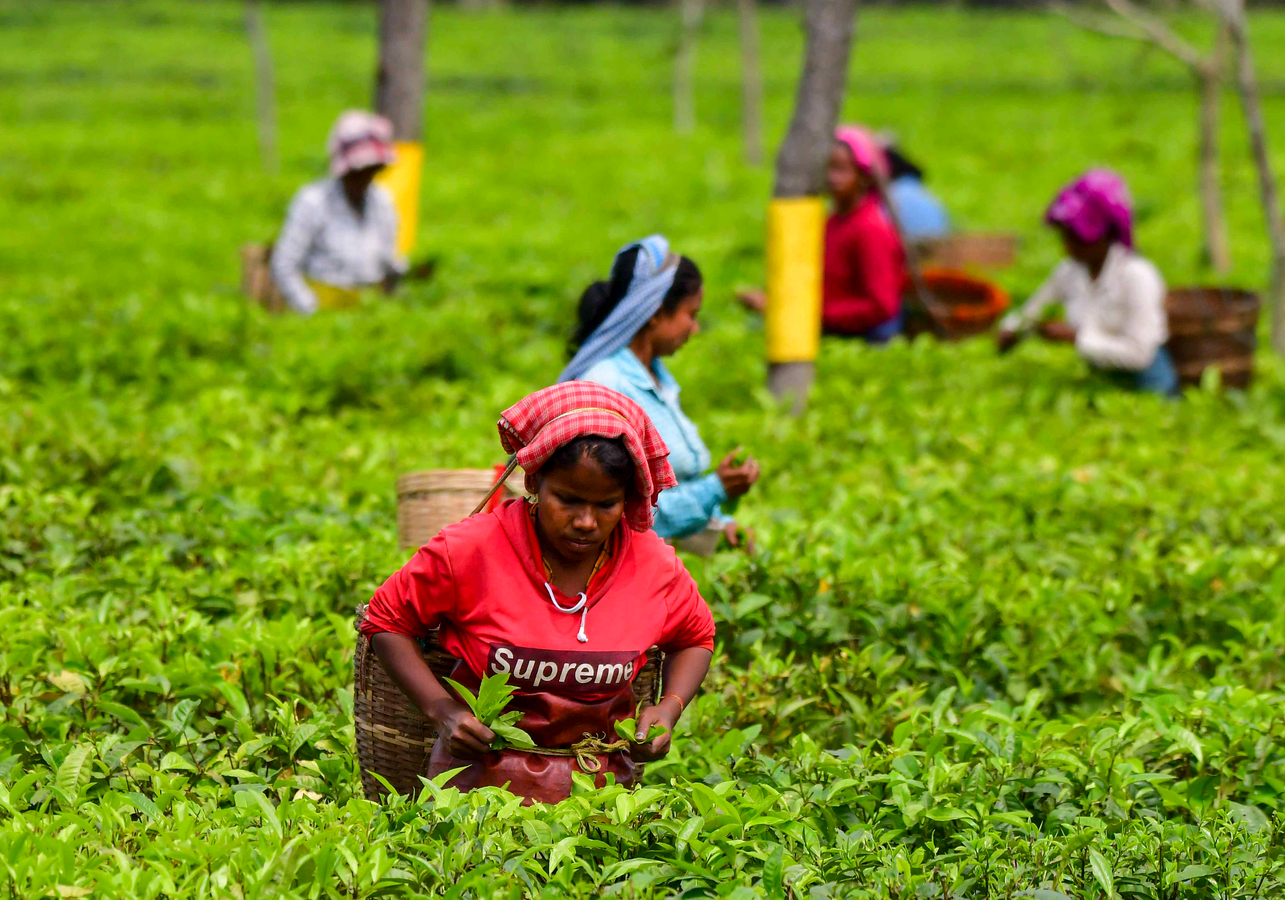 Assam Elections: Political Outreach to Tea Communities