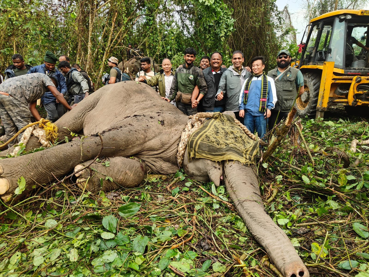Joint Effort Saves Lives: Elephants Captured in Arunachal Pradesh.webp