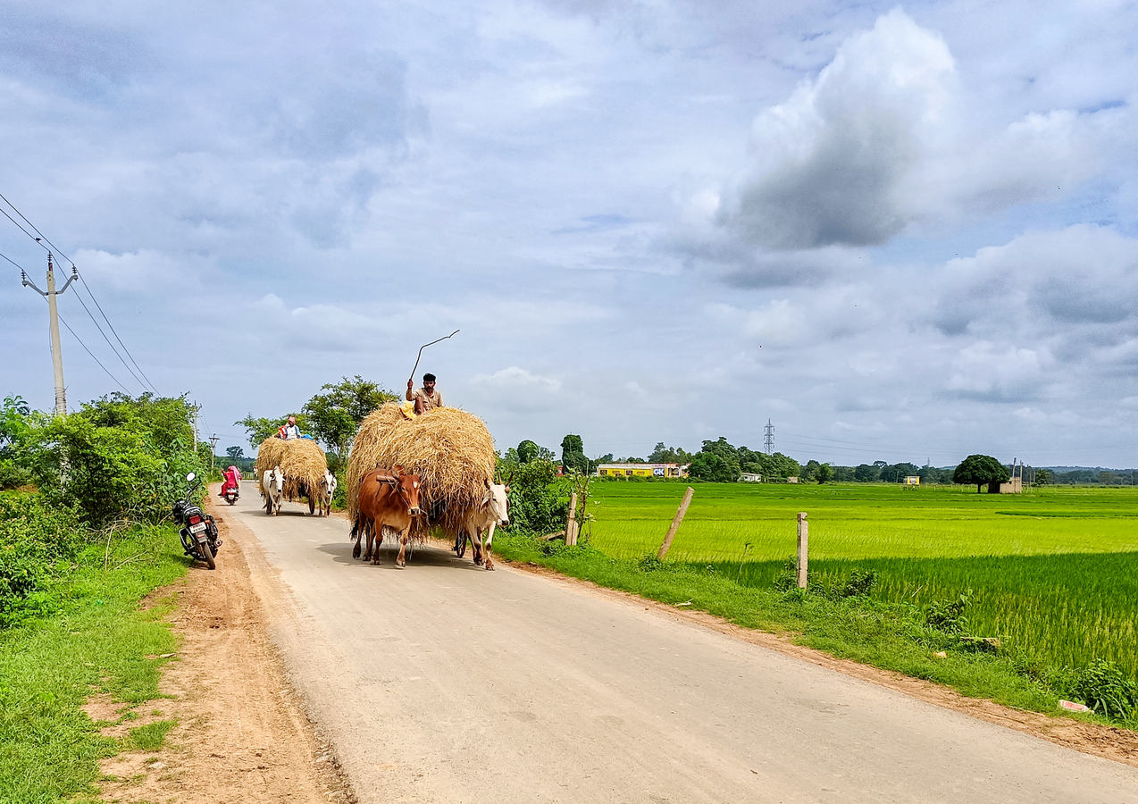 FSSAI Regulation on Cattle Feed Declared Ultra Vires by Delhi HC.webp FSSAI Regulation on Cattle Feed Declared Ultra Vires by Delhi HC.webp