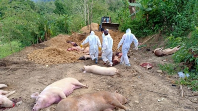 ASF Outbreak in Chhattisgarh: Pigs Culfed to Prevent Spread.webp