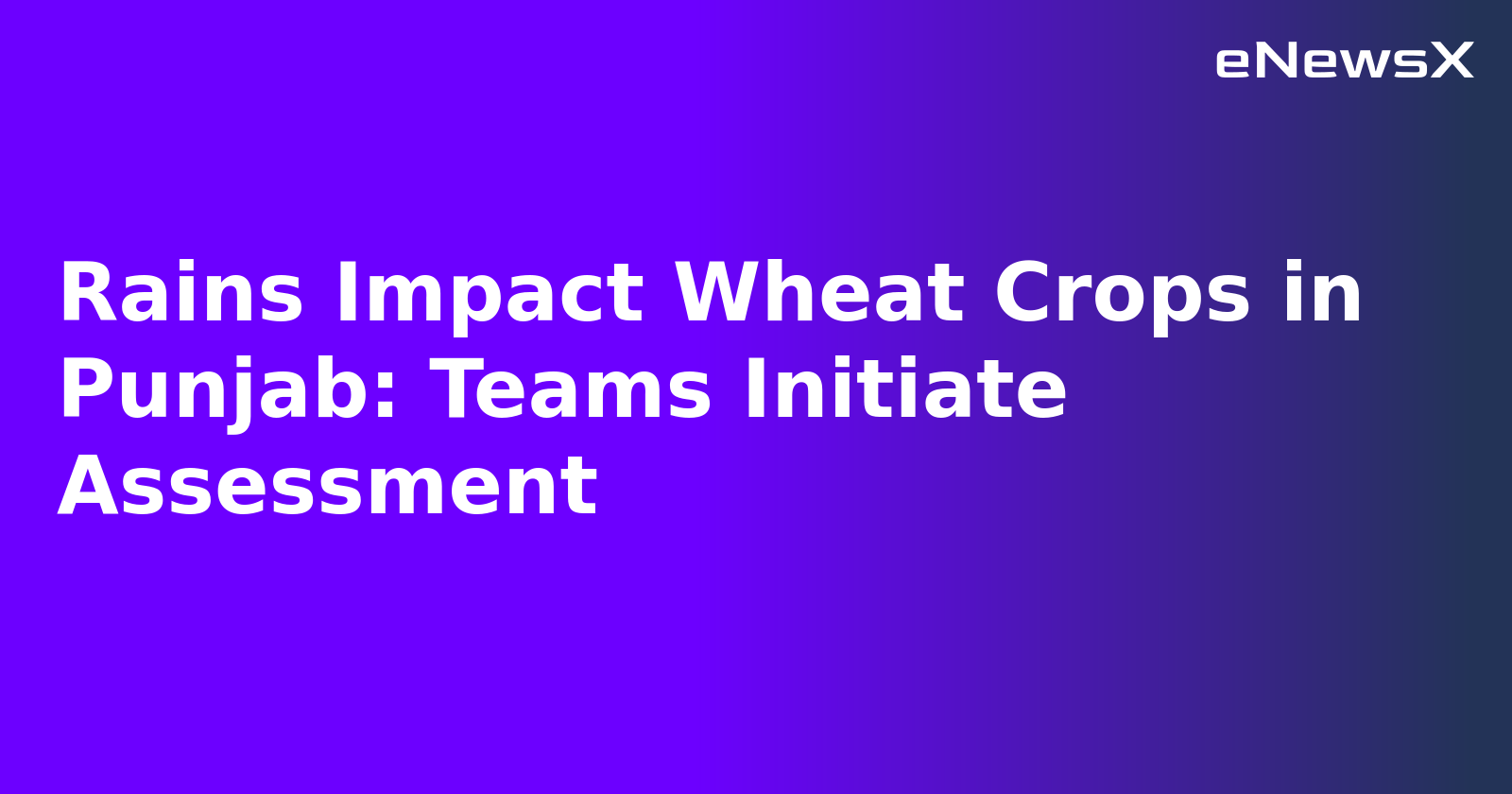 Rains Impact Wheat Crops in Punjab: Teams Initiate Assessment.webp Rains Impact Wheat Crops in Punjab: Teams Initiate Assessment.webp