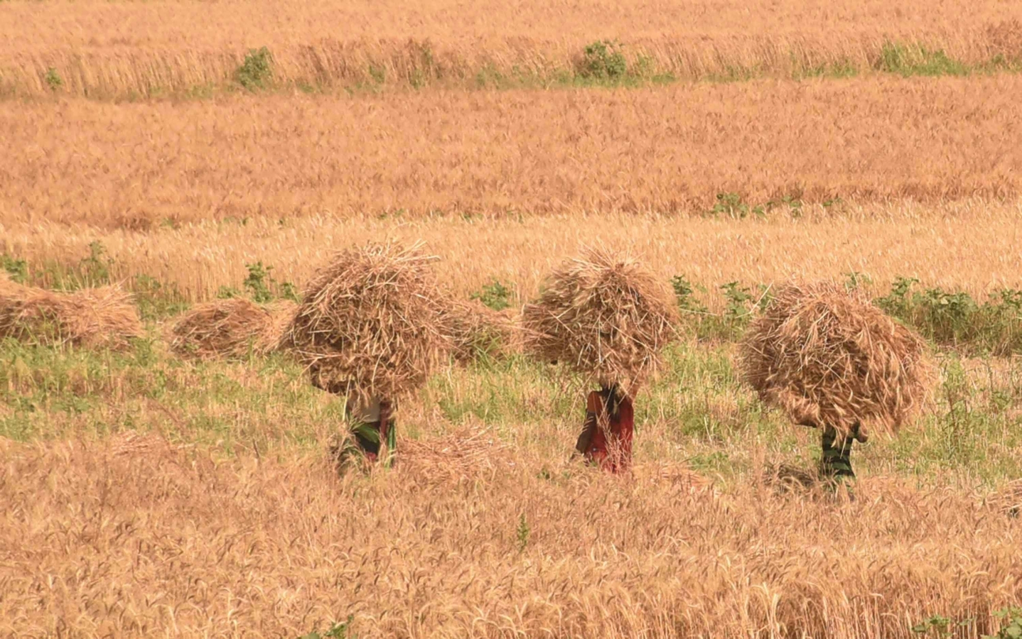 MP Farmers, Congress Protest Procurement Delay.webp