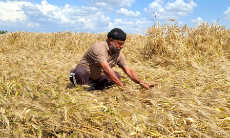 Rajasthan Farmers Get Relief: Revised Wheat Procurement Guidelines