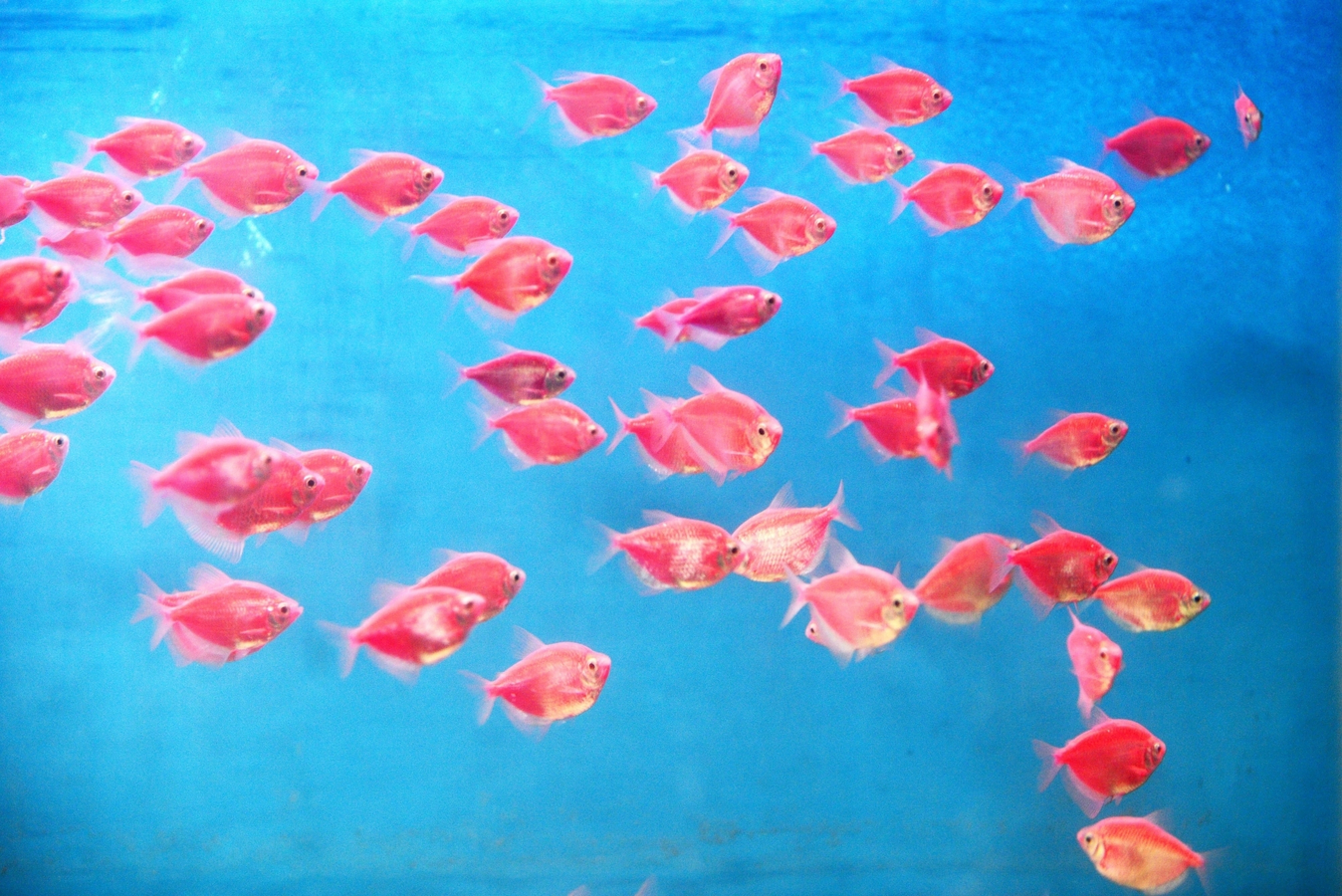 Protecting Fisheries: TN Implements Annual Fishing Ban.webp