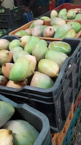 Coimbatore Mango Prices Plummet Amid Export Disruptions.webp Coimbatore Mango Prices Plummet Amid Export Disruptions.webp