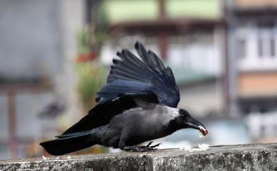 Bhagalpur Bird Deaths: Officials Seek Cause and Take Action