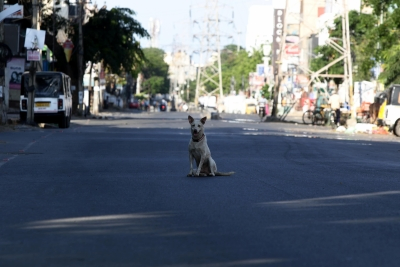 Karnataka Residents Demand Action Against Stray Dog Menace