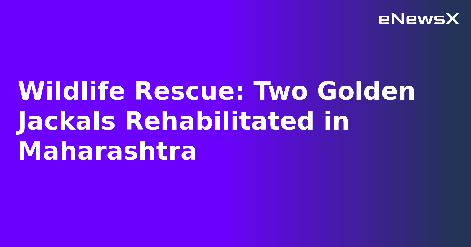 Wildlife Rescue: Two Golden Jackals Rehabilitated in Maharashtra.webp