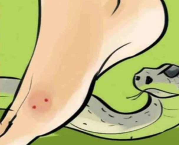 New Research Institute Boosts Snakebite Treatment in Gujarat.webp