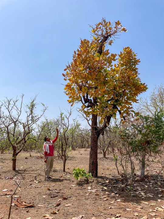 Shahbad Forest Faces Crisis as Renewable Energy Project Threatens Tribal Livelihoods in Rajasthan